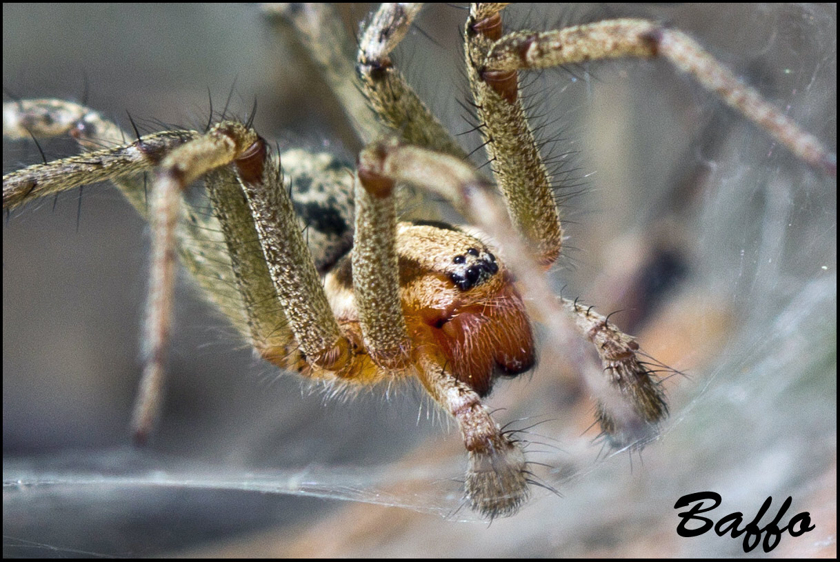 Oxyopes heterophthalmus; Agelena labyrinthica - Buie(Croazia